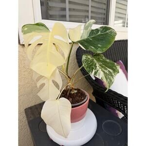 Monstera Albo Borsigiana Highly Variegated Rooted US Seller Exact Plant 6" Pot